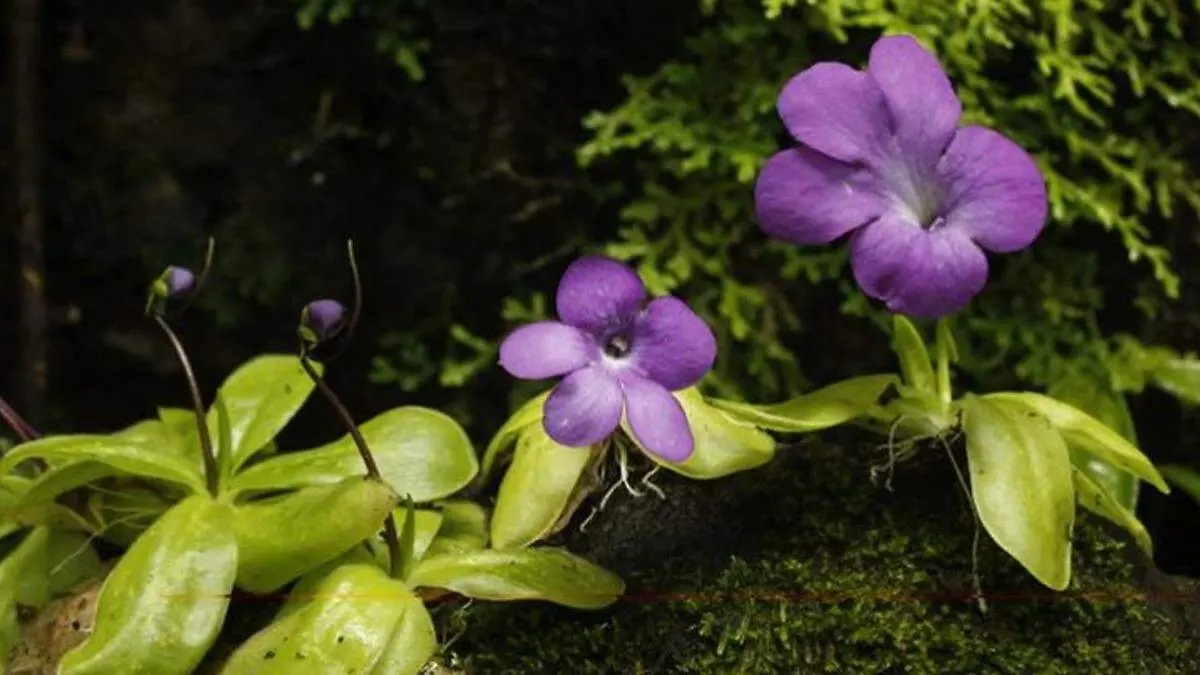 FOTO PLANTA ASESINA